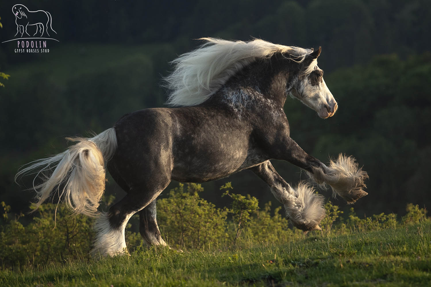 Black Silver Dapple Gypsy Cob Mare